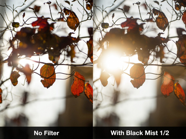 Black-Mist-half-trees-LR