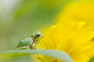 Объектив SMC Pentax D FA Macro 100 mm f/2.8 WR* — фото 2