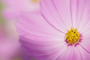 Объектив SMC Pentax D FA Macro 100 mm f/2.8 WR* — фото 4